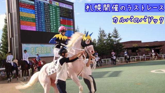 しゃべるカルパ(ソダシの弟)の札幌開催最終日12Rパドック 2024/9/2