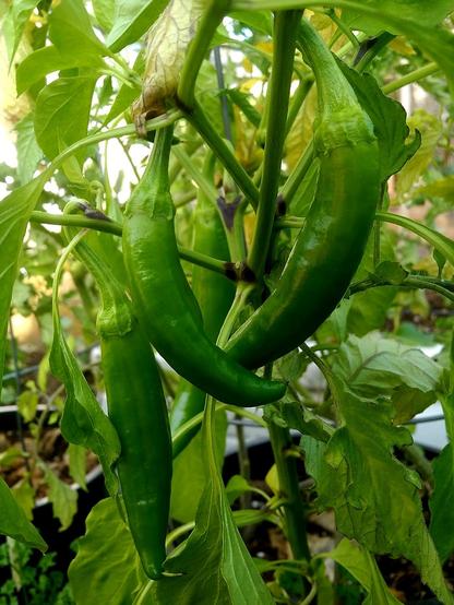 Several large jalapeño peppers, growing outside, in pots.