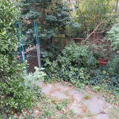 An outdoor picture of a corner in a yard. There is a rusty chainlink fence with a gate. There is a a lot of green foliage and a slate walkway. There is also a dog looking through the leaves.
