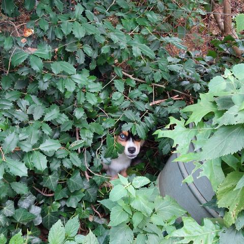 Some holly branches with a dog with one blue eye looking at the camera