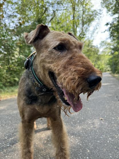 Airedale Terrier just trimmed