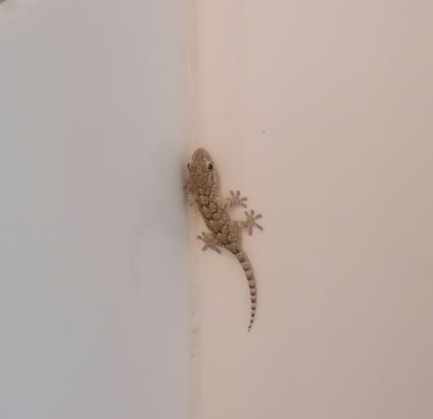 Picture of a baby Moorish Gecko on a white tile wall.