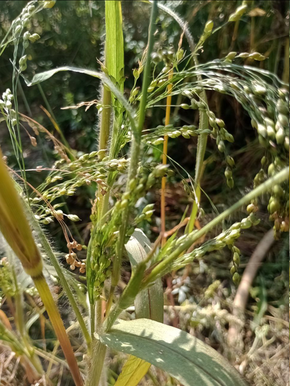 #Rispenhirse. Von oben neigen sich die schweren Rispen durch das Bild, von unten treiben sie neu durch. Aus jeder Blattachsel des Grases kommen neue dicht gepackte Rispen hoch, die sich entfalten, sobald sie frei sind. Die ersten dunkelbraunen Rispen sind schon abgeschnitten, die nächsten beginnen sich schon gelb zu färben. Hirse gilt als trockenresistent, weswegen ich sie ganz bewusst das ganze Jahr über nicht gegossen habe. Nur anfangs, als sie keimten und dann noch mal mit dem guten Eigendünger. Gestern, auf dem Höhepunkt der Dürre hab ich dann doch den Schlauch genommen. Ab Montag wird es regnen. Bis dahin müssen alle reifen Körner geerntet sein.