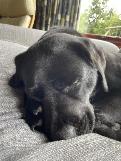 A black dog is sleeping peacefully on a gray couch, with its head resting on its paws. Sunlight filters through a nearby window, and soft furnishings are visible in the background.