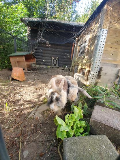 2 gecheckte Kaninchen stürzen sich auf frisches Futter. Im Hintergrund ein großer Stall und ein Gartenhäuschen.