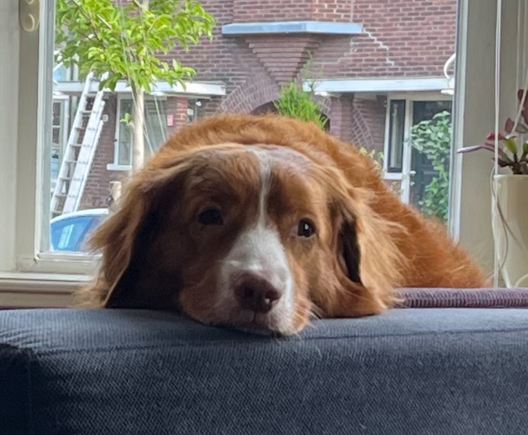 Quibus with his hairy furry head leaning on the side of the couch.