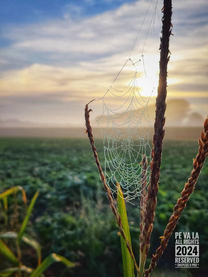 Natuurfoto: 
op de voorgrond is er een maïsplant waarop een spinnenweb zich vormde tussen alle uiteinden.
Op het web zijn er druppels van de dauw of regen.

In de onscherpe achtergrond staan er nog meer, lagere, gewassen met heel ver ook bomen.
In de lucht zie je een rijzende zo'n tussen de wolken.