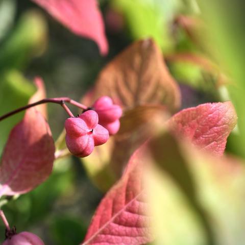 Nahaufnahme einer Beere und von Blättern an einem Busch. Die rosaroten Beeren bestehen aus vier zusammengewachsenen Knollen, die tatsächlich ein bisschen an einen Hut erinnern.