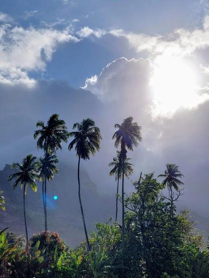 Palmen vor einem stark bewölkten Himmel. Durch eine Wolke scheint die Sonne und Verursacht einen Lens Flare. ~~~ Palm trees in front of a cloudy sky. The sun shines through a cloud and causes a lens flare.