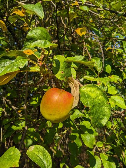 Nieduże, rumiane jabłko wisi pomiędzy zielonymi liśćmi.