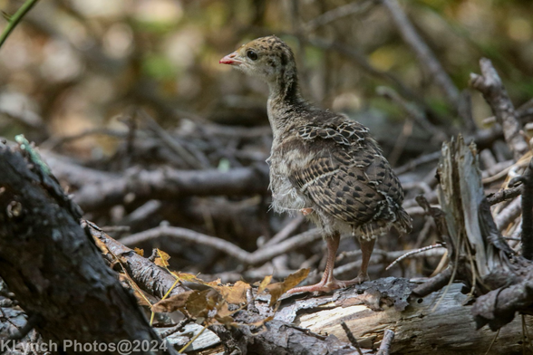 Baby Turkey exploring the woods