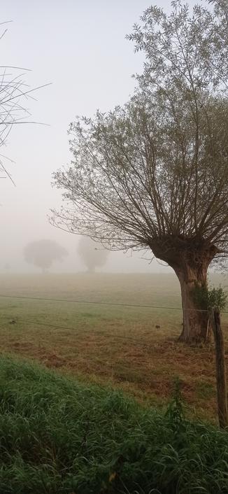 eine Kopfweide steht auf einer großen Wiese. im Hintergrund sind im Nebel ganz schemenhaft noch zwei weitere Bäume zu erkennen