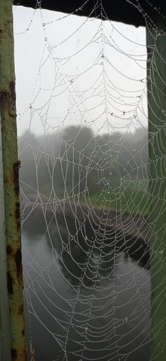 zwischen den Streben eines Brückengeländers hat eine Spinne ihr Netz gebaut. das Netz ist vom Morgennebel ganz nass. Durch den Nebel am Ufer sieht man ein paar Bäume und ganz schwach noch einen Kirchturm