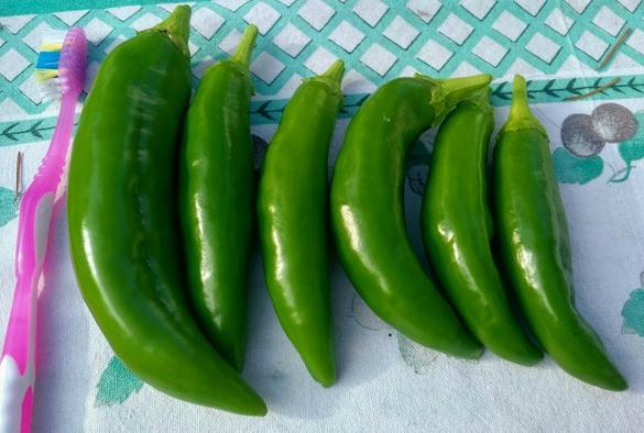 A pink toothbrush on far left for scale. 6 large, freshly harvested jalapeño peppers, are lined up beside the toothbrush, to the right.
All laid on a printed white placemat.