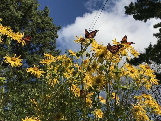 Looking up at the very top of a tall 10 foot clump of flowering bright yellow Cup Plants (Silphium perfoliatum), a herbacious perennial. There are at least 5 monarch butterflies (Danaus plexippus) visible among the flower heads. The flowers and butterflies are framed by blue sky and fluffy white clouds and tall evergreens, with a thin double power line visible in the background overhead.
