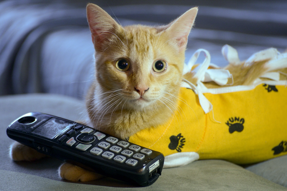 A ginger marmalade tabby wearing an orange onesie sits with a telephone handset on her front paws. She looks, with wide eyes, directly at the camera.