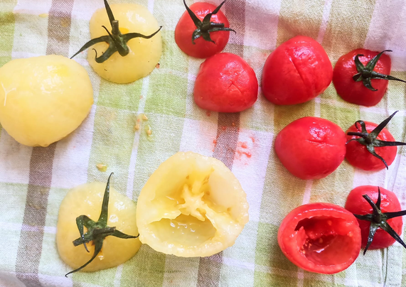 4 kleine rote und 2 größere Gelbe Tomaten mit den Deckeln - gehäutet und entkernt auf einem Geschirrtuch