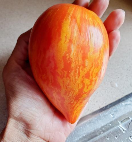 Holding a large San Marzano tomato. Oval shaped, with pointy bottom. Red with orange stripings.