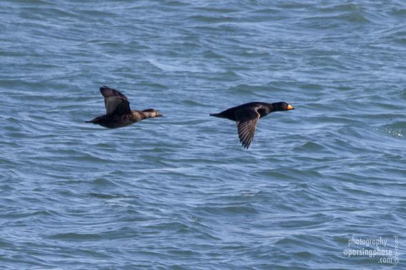 A pair of compact sea-ducks flap low over the ocean, the male, black with a bright orange bill, followed by a more subtly colored female.