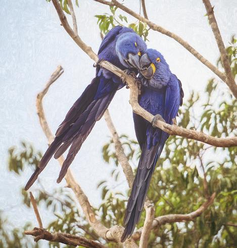 Two hyacinths macaws perched together on a branch.