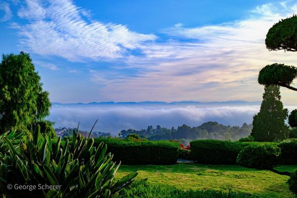 Looking out past ornamental trees and shrubs over the Los Angeles basin.  There is a thick, white, fluffy, fog layer over the city.  The San Gabriel mountains peak out past the top of the fog.  There are thin clouds against a blue sky above the mountains.