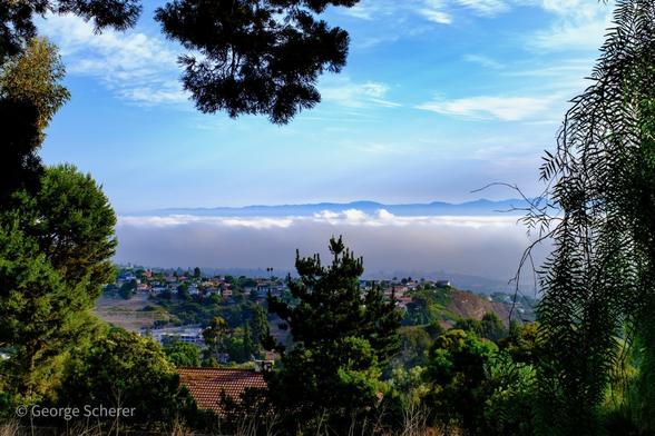 Looking out past ornamental trees and shrubs over the Los Angeles basin.  There is a thick, white, fluffy, fog layer over the city.  The San Gabriel mountains peak out past the top of the fog.  There are thin clouds against a blue sky above the mountains.