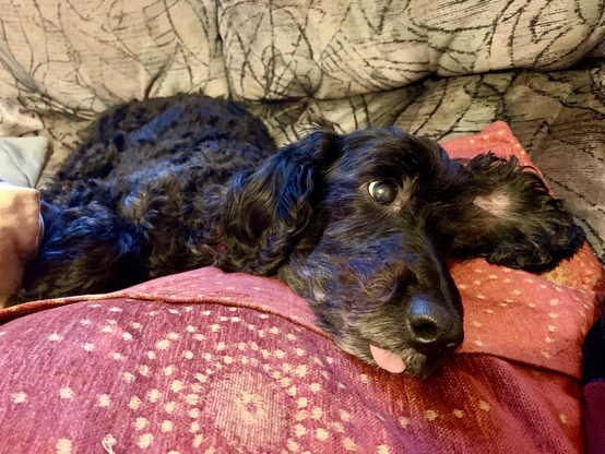 Black cockapoo lying with her head on a cushion. Tongue is sticking out.