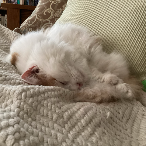 Photo shows a small orange and white long haired cat, sleeping on a cream colored blanket. Behind him are two pillows, and parts of a couch arm and a bookcase are also visible