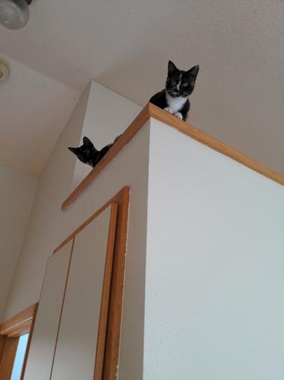 Kittens watching from above