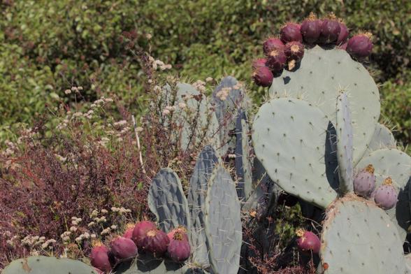 Cacti flower bulbs in September