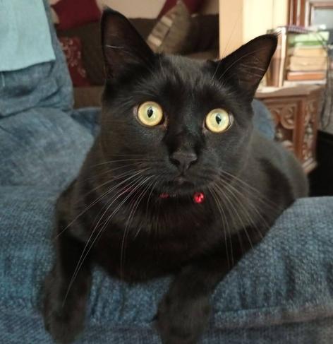 A big black cat with huge, round, yellow eyes is perched on the armrest of a blue rocker/recliner.  His eyes are wide open, making him appear like Beaker the Muppet.