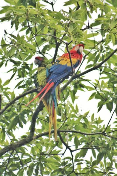 Dos lapas (papagayos), una roja y una verde, percuadas en la rama de un árbol, al fondo el cielo gris, estaba a punto de venir un aguacero y se escuchaban cantos de tucanes al rededor.