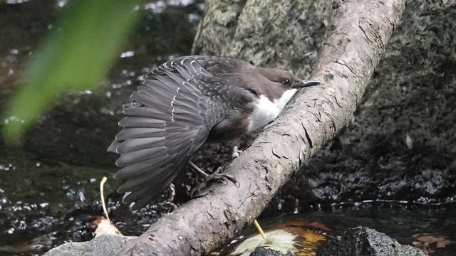 A dipper bird perched facing right on a branch running from diagonally top right to bottom left of the picture, with river water behind and below. The bird, which is brown and dark grey, with white chin and tummy, has its wings spread out wide, looking like an open fan.