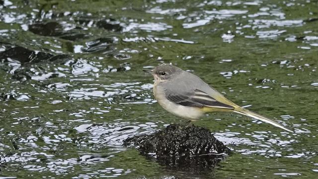 A grey wagtail perched facing to the left on a glistening small dark rock surrounded by green and sun dappled river water. The bird has a grey back and head, white under areas, and green areas on its long tail, which is extended out to the right.