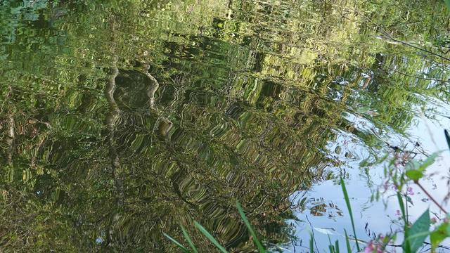 Reflections on a fairly still river water, with reflected green trees and bushes filling most of the picture, with just a bit of blue sky reflected in the bottom right. Though the water is quite still there are swirling patterns coming out from the top left especially. A number of green grasses rise in the foreground at the bottom right.