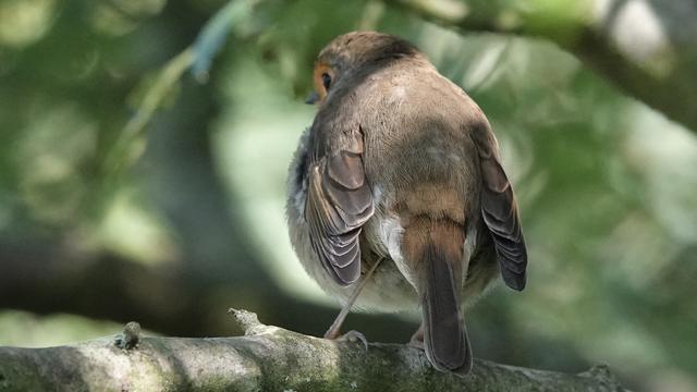 A young looking robin standing on a branch facing away from us, its head turned slightly to the left. The robin is very fluffy, with light brown and orange colouring. You can also see white under its tail and part of its orange face. In the background are soft focus green trees and leaves.