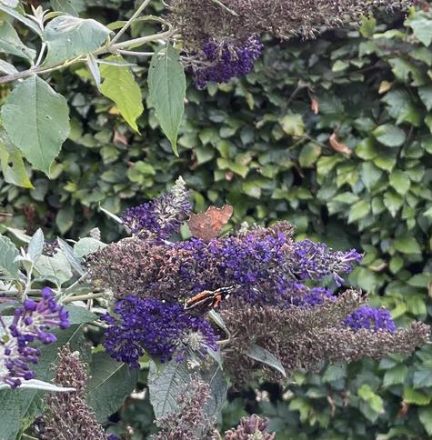 a dark purple buddleia flower, with signs of browning in front of a beech hedge. On the flower are two butterflies feeding with closed wings. One is a Comma, with its ragged wing-edges and the tell-tale white comma mark in the middle. Below it, the other is a red admiral, with black, red and white markings.