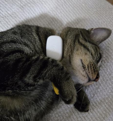 A cat with a Moggie cat health tracker