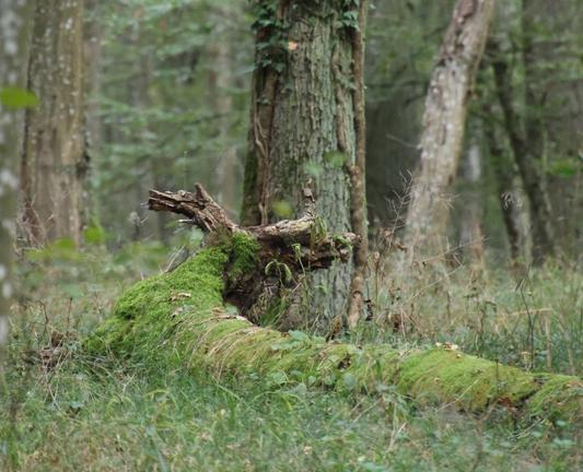 Liegender Baum mit wurzel im Wald sieht aus wie ein Drachenkopf.
Matzework
