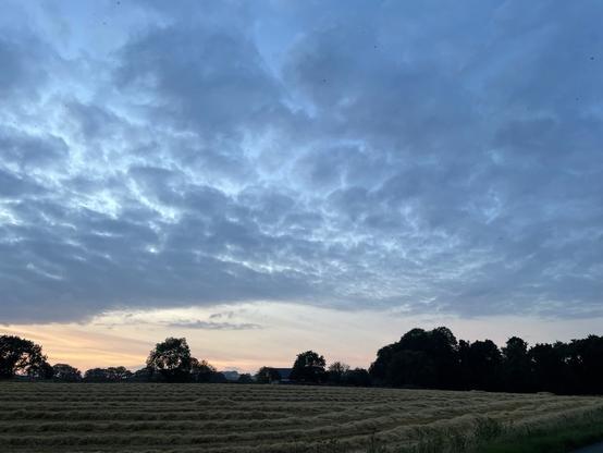 A wide landscape featuring a field with cut hay in rows, set against a cloudy evening sky. Hints of sunset colors are visible on the horizon, with trees lining the background. There are thousands of tiny dots in the sky - swallows and martins gathering to roost.