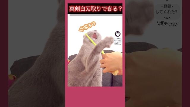 真剣白刃取り⚔を教えてない猫にしてみたら… #猫 #cat #シャルトリュー #chartreux #hilarious #catshort