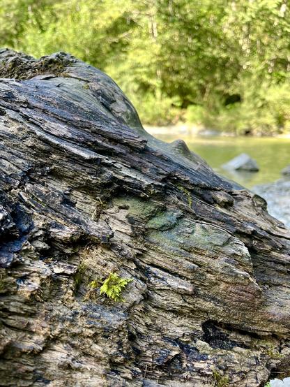 A small patch of moss on a withered log, a mountain stream in the back.
