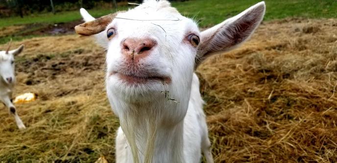 A white goat, with one wonky right horn. Another uni horn white goat is in background, to the far left.