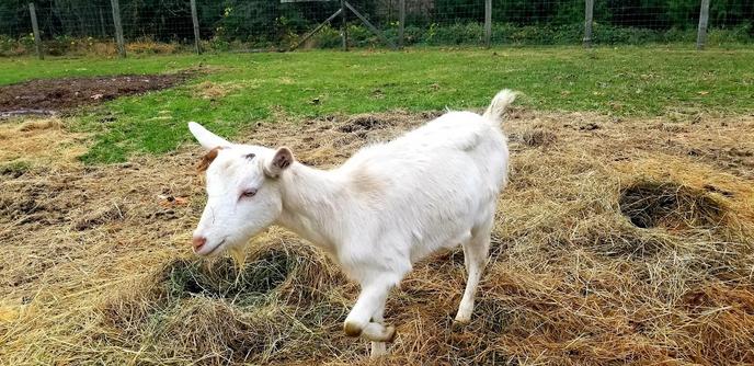 A white goat, with one wonky right horn, walking through hay.