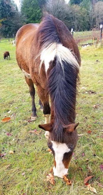 A brown quarter & Arabian mixed horse, with white & black markings. Head bent down, grazing. Black sheep in the background.