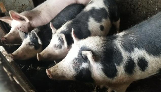 One pink pig & 3 black spotted pigs.