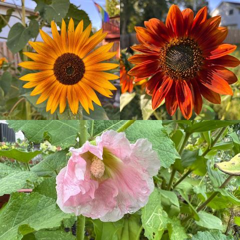 A photo collage of three photos of flowers. Clockwise from top left: a sunflower with yellow-orange petals and yellow pollen on the center; a sunflower with red-orange petals and orange pollen on the center; a pink hollyhock flower with shaggy petals like a skirt and a large center stamen covered in white pollen.
