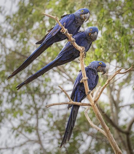 Three hyacinth macaws perched in a row on a branch, looking toward the camera.
