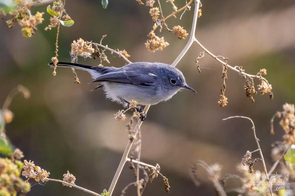 A fluffy little songbird with a blue-gray back and distinct white eye-ring perches on a dry stem.