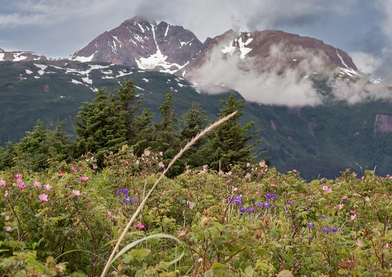 Bushes heavy with multicolored wildflowers in the foreground. Hills and snowy mountains in the background with low-hanging clouds in the sky.
